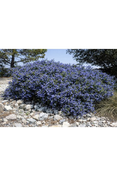 Цеанотус щитовидний Конча